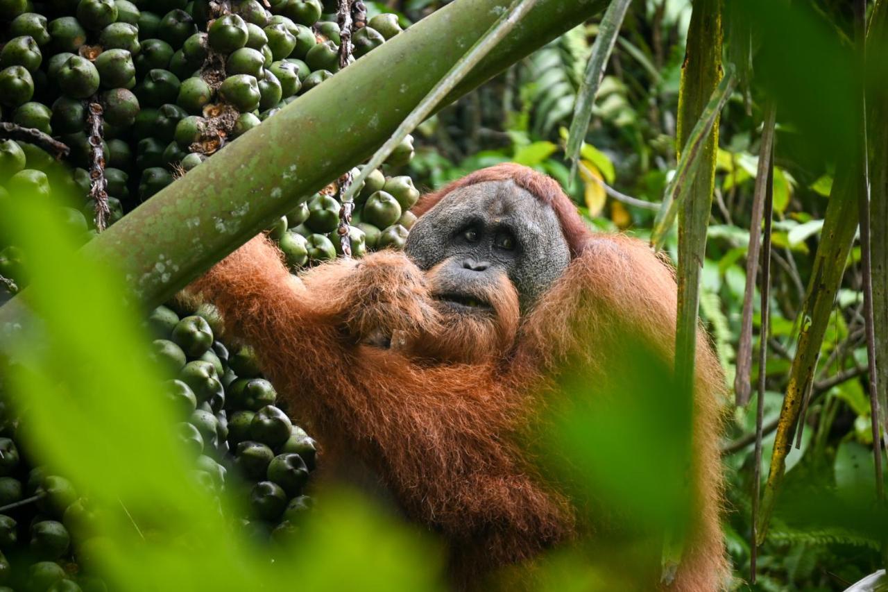 Sumatra Expedition Lodge 부킷 라왕 외부 사진