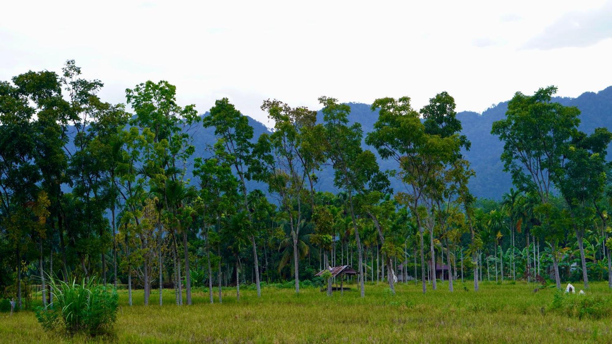 Sumatra Expedition Lodge 부킷 라왕 외부 사진