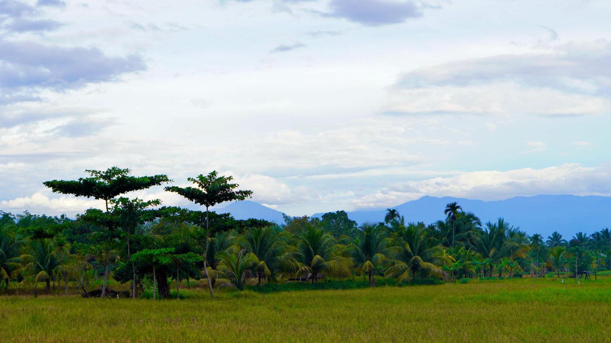 Sumatra Expedition Lodge 부킷 라왕 외부 사진